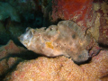 Frog Fish 