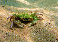 Latin name- Partunus holsatus.Bulgarian name-Swimming crab. 