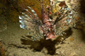 Common Lionfish, found in a wreck.
Dive Site: 7 Sisters, Beqa, Fiji
Dive Company: Beqa Adventure Divers
Depth: 80ft
Exposure: 1/60 sec at f/ 8.0
Lens: Minolta 24mm f2.8
Camera: Sony DSLR-A350
Flash: Did Fire, Ikelite DS51 