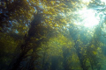 Canopy.  The kelp forest canopy on a clear day at Anacapa Island. Shot with a Canon Digital Rebel and 10-22mm zoom in an Ikelite housing with Natural Light. 