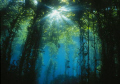 Sunflare.  A glimpse of the sun through the kelp forest at Anacapa Island from 2001.  Shot with a Nikonos V and 15mm lens in natural light at f/5.6 and 1/80 second. 