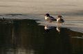 "Surface Interval"    A couple of mergansers, excellent diving ducks, pause between sessions of freediving for fish. They are around here the definite sign that summer and diving are coming!!! 