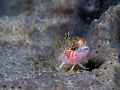 Triplefin, Bare Island 