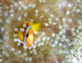 Clown fish off Hideaway Island, Vanuatu. Image taken with Olympus C5060 and Inon strobe 