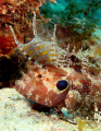 A rare Quillfin Blenny found at 60 fsw off Mabouya Island in the Grenadines. 