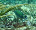 Doctor Fish on the Inside Reef at Lauderdale by the Sea 