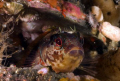 Home Sweet Home. An Island Kelpfish living in an old scallop shell at Anapapa island. Shot with a Canon Digital Rebel in Ikelite Housing using a 60mm f/2.8 lens and dual DS51 strobes. 