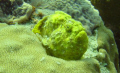 This frogfish made a perfect subject.  Bonaire, 18 Palms. 