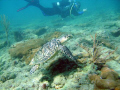 Turtle and diver on the Inside Reef at Lauderdale by the Sea 