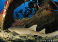 The photographer and the cat...nurse shark, that is. 