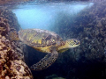 Green Sea Turtle 