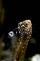 Long snout pipefish No cropping. 60mm +4 diopter 