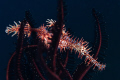 Ghost Pipefish parked in a Feather Star. Canon 20D 100mm Macro 