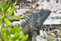 Iguana ona beach, Conch Point, Grand Cayman. 