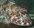 Lingcod. Quadra Island, BC. Canon G10. 