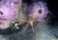 Arrow Crab hanging upside down from a sponge. Shot on Kodachrome 25 using a Nikonos RS and 50 mm lens with twin Ikelite SS 200's in May 2009 under the pier in Frederiksted St Croix. 