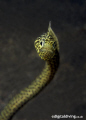 Taylors Garden Eel on La Rascasse House Reef 