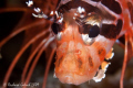 Portrait of Lionfish-Raja Ampat,no cropping 