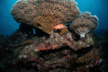 Soldierfish under reef canopy; shot with Nikon D2X 10.5mm, 2 Inon Z-240 strobes and Aquatica Housing 