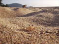 crab city on the beach at agonda reefmaster land and sea camera 