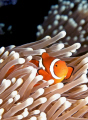 Anenomefish taken in the Coral Sea. Nikon D300 in sea & sea housing with dual ys250's & TTL. 