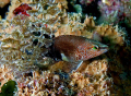 This is a Belted Sandfish taken on Mammoth Rock Reef, in the Gulf of Mexico,West Of Clearwater Beach Florida. They are commonly found on reefs in the northern to central Gulf and make great macro subjects. 