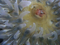 Painted anemone in Bamfield on the west coast of Vancouver Island 