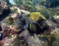 Intermediate French Angelfish swimming with what I think are grunts. 