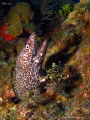 Spotted moray. San Pedro, Belize. Canon Ixus 980 & Inon D2000. 