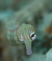 Pipefish Portrait. 