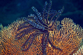 Feather Star on Gorgonian 