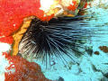 Spiny Urchin 