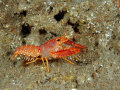 Hawaiian lobster - Photo taken in the Makaha Caverns of Oahu's west side. 