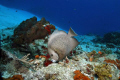 Gray angelfish in the crystal clear waters of Cozumel 