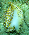 Flamingo Tongue/ All out 