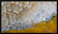 spuat shrimp - (Thor amboinensis) with buble coral 