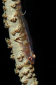 Whip Gobies are almost as popular a subject as Clown Fish, and equally skittish. I had never had a successful shot until going to Indonesia, where they are in abundance on most whips, and a little more chilled out it seems! 