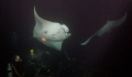 Night Manta dive.  Big Island, Hawaii. 