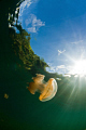 Morning sun at Jellyfish Lake, Palau.  Such a unique and wonderful place.  I tried some unusual shots this time. 