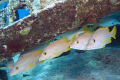 Here's lookin' at you kid.  Wary fish in the Caribbean. 