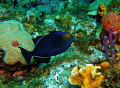 Black Durgon Triggerfish seen in Grand Cayman August 2010.  Photo taken with a Canon SD 550. 