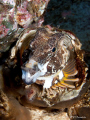 Ooohh! Grunt sculpin (Rhamphocottus richardsoni). 