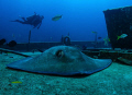 Southern Stingray taken his NAP, thanks to Nicolai Ruprechter  show us.
Nikon D80 with 15mm lens. 