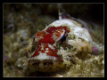 Coralline sculpin, Artedius corallinus, taken with Canon 7D, 60 mm lens and Fantasea 44 Led focusing light.  (No strobe) 