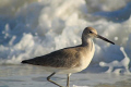 Willet 