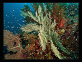 "Raja Ampat Corals"

Some colors to celebrate the end of year 2010 :-)

 