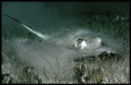 Southern Stingray stirring the sand. Tobago Cays 