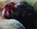 Red hermit crab close-up 