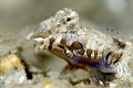 A Male Dragonet displaying colors and lips trying to make himself handsome for the girls. This was the first time I'd seen one turn whitish. 