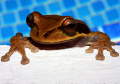 Freestyle frog! A masked tree frog promptly exits the swimming pool when a hungry snake appears. Shot taken in the jungle in Costa Rica after a liveaboard trip to Cocos Island. 